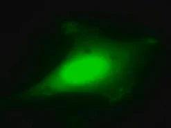 LentiBrite GFP Control лентивирусный биосенсор