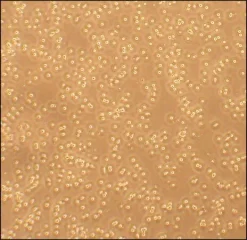 Первичные Т-клетки периферической крови человека (HPBT), 5 млн клеток