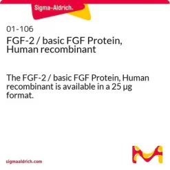 FGF-2 / основной FGF, рекомбинантный белок человека