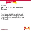 BAFF, рекомбинантный человеческий белок