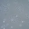 Клеточная линия плоскоклеточной карциномы UM-SCC-17B