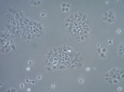 Клеточная линия плоскоклеточной карциномы UM-SCC-17B