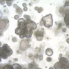 3dGRO® Органоиды толстой кишки человека, полученные из индуцированных плюрипотентных стволовых клеток