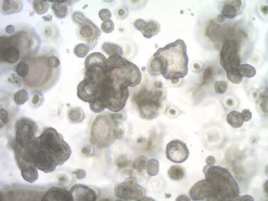 3dGRO® Органоиды толстой кишки человека, полученные из индуцированных плюрипотентных стволовых клеток