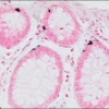 Аргентаффин TISSUE-TROL™ контрольные слайды, ткань кишечника человека