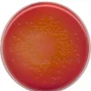 Агар МакКонки NutriSelect® Basic, порошок, для Escherichia coli, Gardnerella spp., Citrobacter spp., колиформных