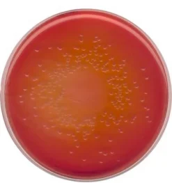 Агар МакКонки NutriSelect® Basic, порошок, для Escherichia coli, Gardnerella spp., Citrobacter spp., колиформных