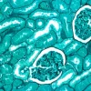 Entellan™ new — быстрое покровное средство для микроскопии