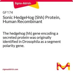 Рекомбинантный белок Sonic Hedgehog (Shh) человека