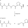 Коллагеназа из Clostridium histolyticum, тип IA