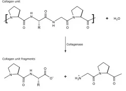 Коллагеназа из Clostridium histolyticum, тип IA