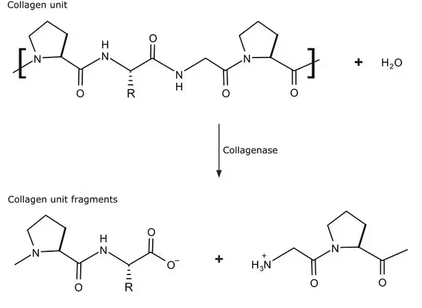 Коллагеназа из Clostridium histolyticum, тип IA
