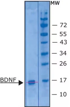 BDNF человеческий, рекомбинантный, экспрессирован в E. coli, без носителя