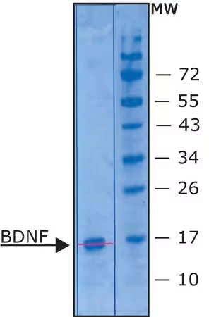 BDNF человеческий, рекомбинантный, экспрессирован в E. coli, без носителя