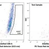Клеточная линия плоскоклеточной карциномы UM-SCC-47, позитивная по HPV-16