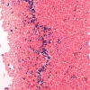Набор для окрашивания по Граму Gram-Color, модифицированный, без фенола