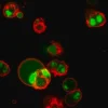 Биотрекер NucView 488 Green Caspase-3 Dye (PBS), 1 мМ