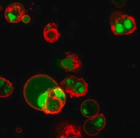Биотрекер NucView 488 Green Caspase-3 Dye (PBS), 1 мМ