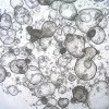 3dGRO® колоректальные интестинальные органоиды, возраст 52 (Prep 78-C)