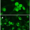 LentiBrite GFP-LC3 лентивирусный биосенсор