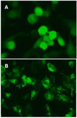 LentiBrite GFP-LC3 лентивирусный биосенсор