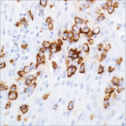 Моноклональное антитело мыши CD138/синдекан-1 (B-A38)