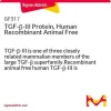 TGF-β-III, рекомбинантный белок человека, Animal Free