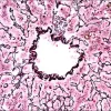 Контрольные слайды Reticulum TISSUE-TROL™