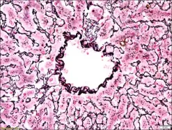 Контрольные слайды Reticulum TISSUE-TROL™
