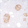 Хромогранин A (LK2H10), мышиное моноклональное антитело