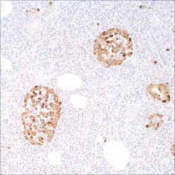 Хромогранин A (LK2H10), мышиное моноклональное антитело