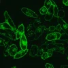 BioTracker 490 Green цитоплазматический мембранный краситель
