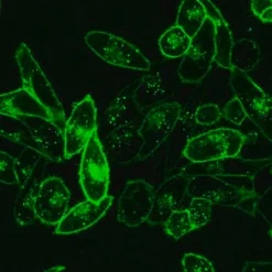 BioTracker 490 Green цитоплазматический мембранный краситель