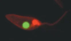 Набор PKH26 Red Fluorescent Cell Linker Kit для общего мечения клеточных мембран
