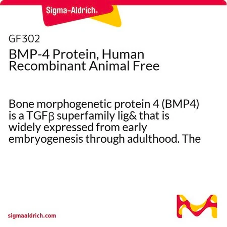 BMP-4, человеческий рекомбинантный, Animal Free, белок