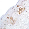 Моноклональное антитело мыши CD63 (NKI/C3)