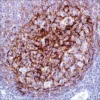 Моноклональное антитело мыши CD21 (2G9)