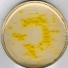 Цетримидный агар GranuCult prime, JP, USP, EP, FDA-BAM, гранулированный, для Pseudomonas spp., 500 г