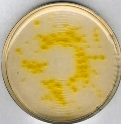 Цетримидный агар GranuCult prime, JP, USP, EP, FDA-BAM, гранулированный, для Pseudomonas spp., 500 г
