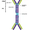 Иммуноглобулин A из сыворотки человека (IgA), reagent grade, ≥95% (HPLC), водный буферный раствор
