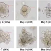 3dGRO® среда для экспансии органоидов толстой кишки человека