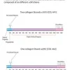 Коллаген IV типа человеческий, 1 мг/мл, раствор, BioReagent
