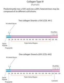 Коллаген IV типа человеческий, 1 мг/мл, раствор, BioReagent