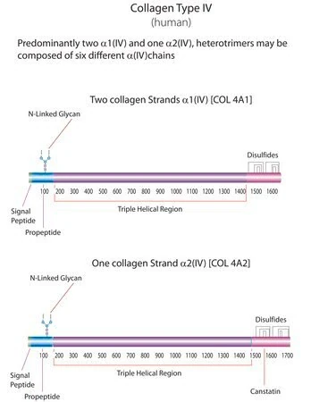 Коллаген IV типа человеческий, 1 мг/мл, раствор, BioReagent