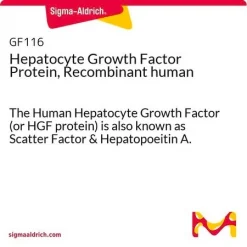 Фактор роста гепатоцитов (HGF), рекомбинантный человеческий