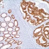 CDX-2 (EPR2764Y) моноклональное антитело кролика (первичное антитело)