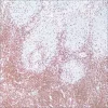 Антитело моноклональное мышиное CD43 (MT1)