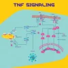 Фактор некроза опухоли-α (TNF-α) мыши, рекомбинантный, экспрессированный в E. coli, порошок