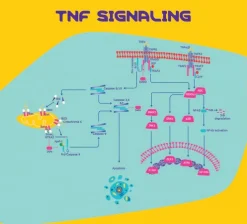 Фактор некроза опухоли-α (TNF-α) мыши, рекомбинантный, экспрессированный в E. coli, порошок