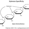 Дриселаза™ из Basidiomycetes sp., BioReagent, для культуры растительных клеток